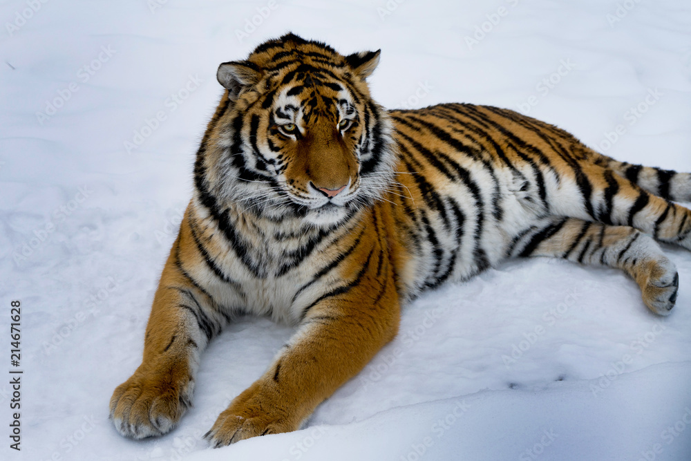 Beautiful wild cat lying on the snow and watching the prey. Wildlife. Beautiful wild cat lying on the snow and watching the prey. Wildlife.