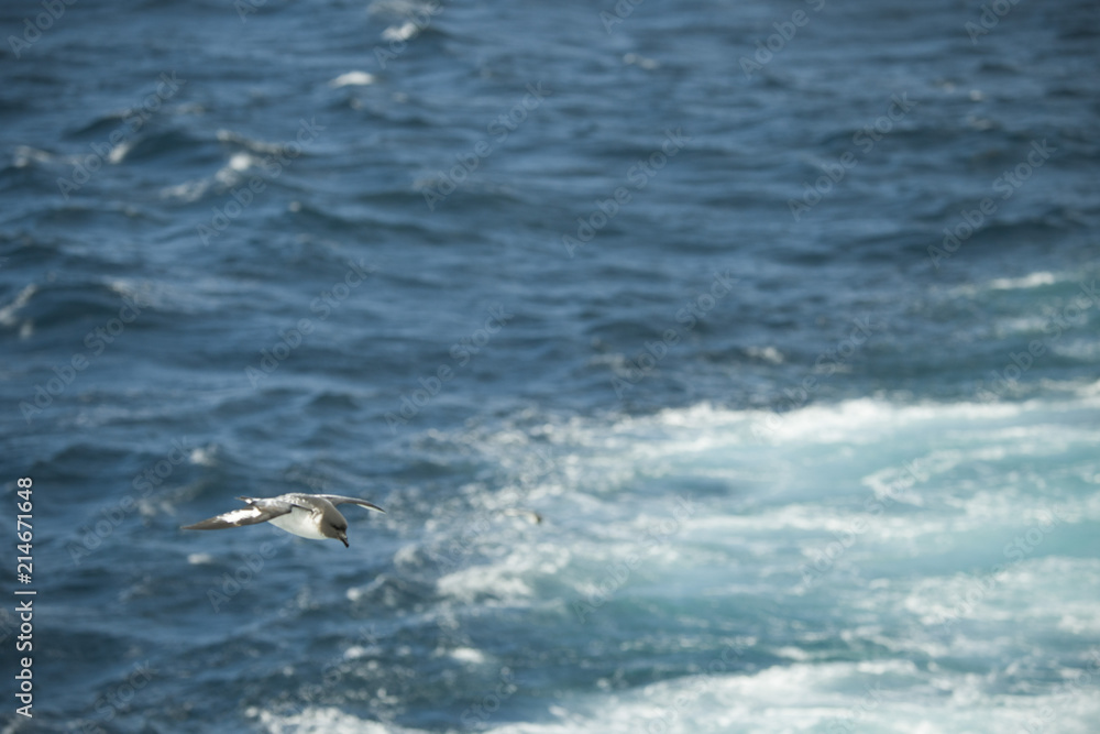 Fototapeta premium Antarctica birds flying against the ocean to catch some fish