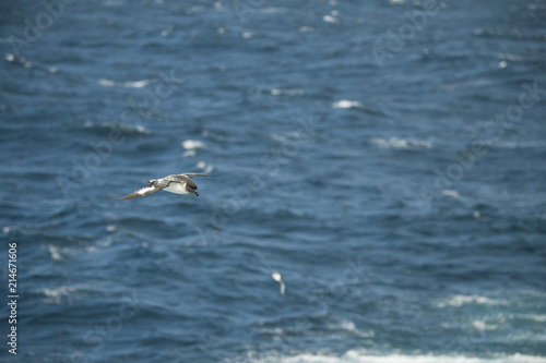 Antarctica birds flying against the ocean to catch some fish