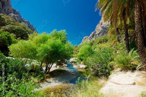 Beautiful palm forest in Preveli, central Crete, Greece