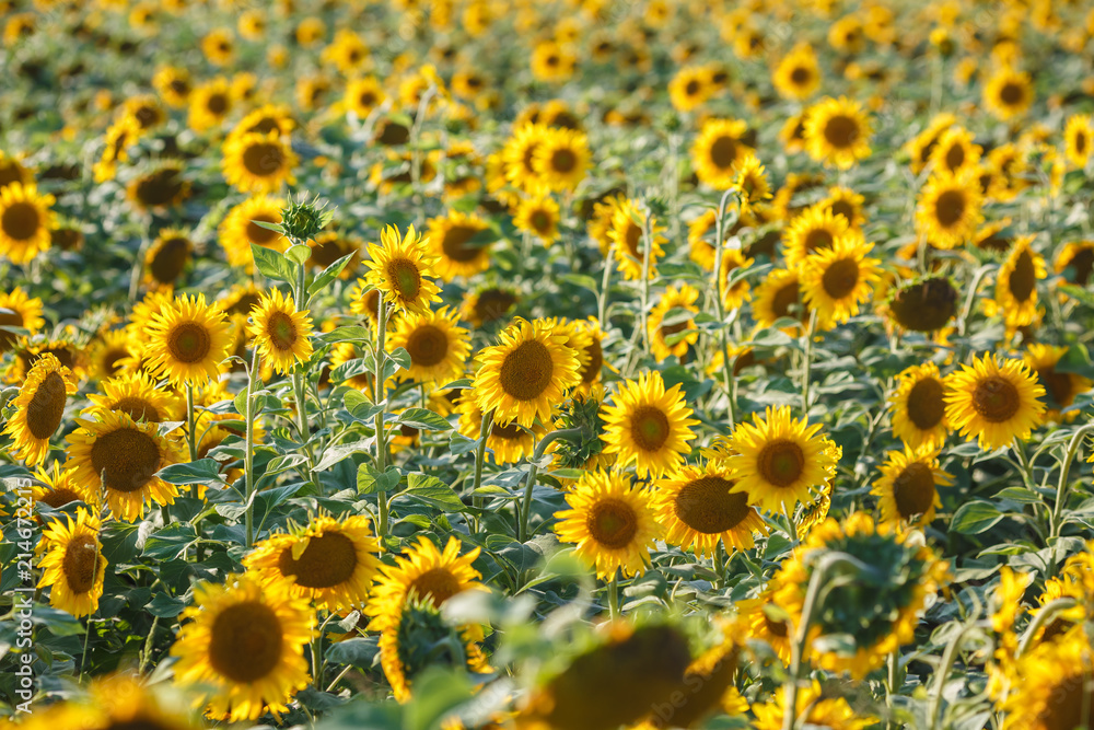 panorama in field of blooming sunflowers in sunny day panorama in field of blooming sunflowers in sunny day