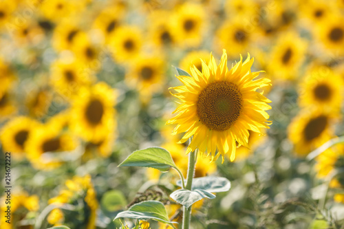 panorama in field of blooming sunflowers in sunny day