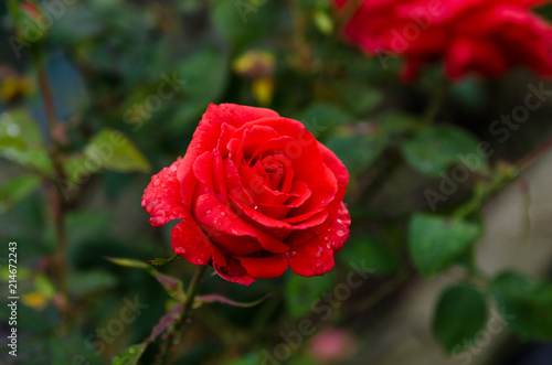 Red roses, petals with drops of dew. Intense red like the perfume.