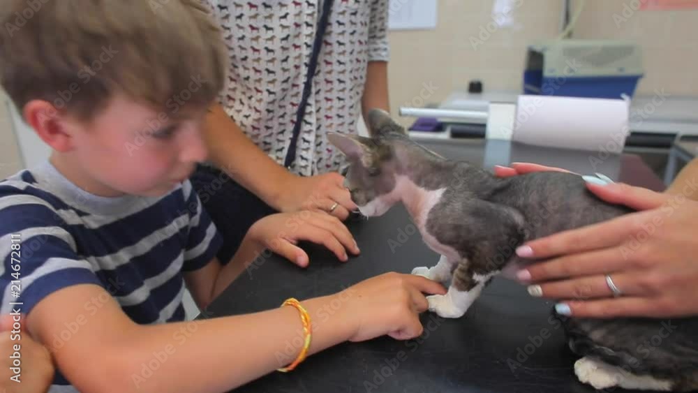 A boy strokes a cat in a veterinary clinic A boy strokes a cat in a veterinary clinic
