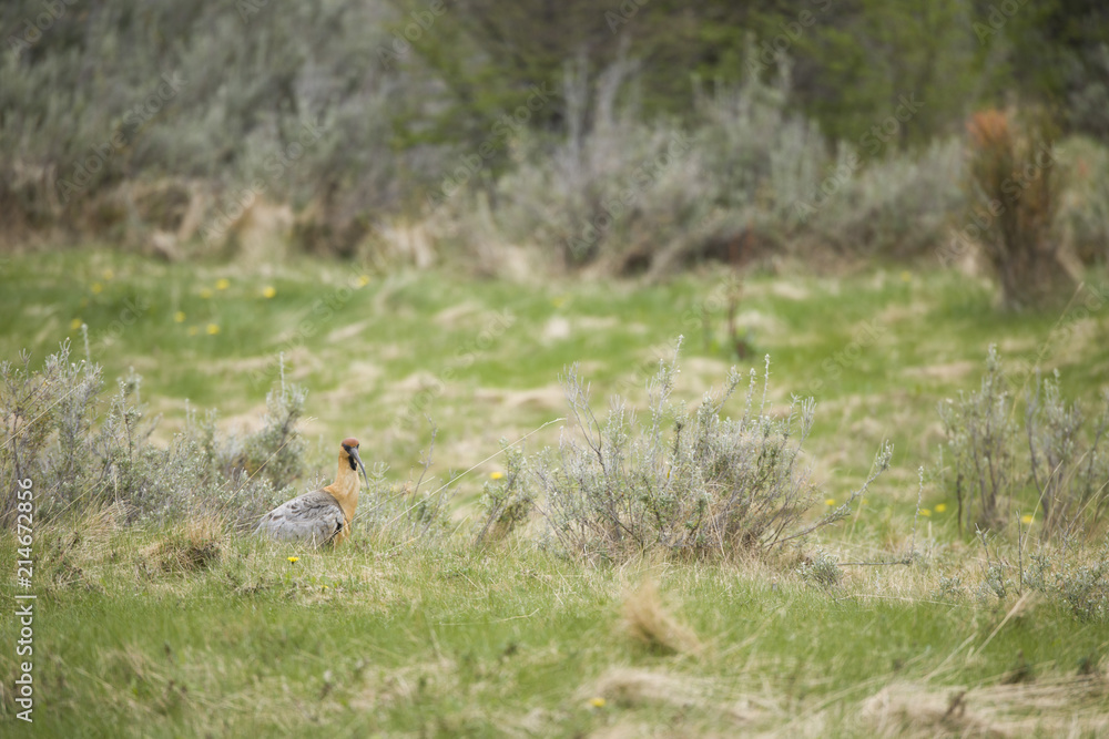Portrait of a Long Billed Curlew in Antarctica