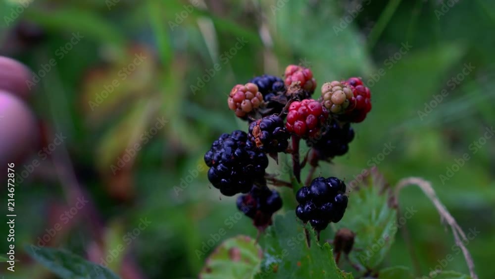 Ripe wild blackberry picking - (4K) Ripe wild blackberry picking - (4K)