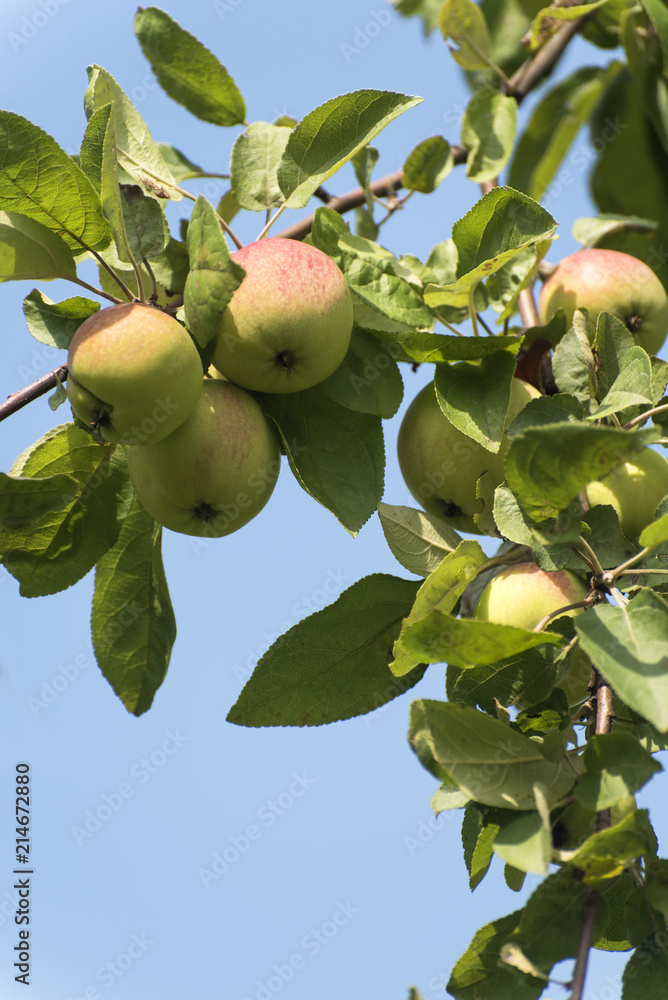 Apples on a branch against the sky.