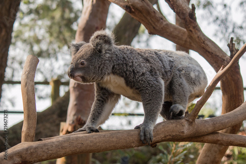 Fototapeta Naklejka Na Ścianę i Meble -  Koala Bear - Melbourne