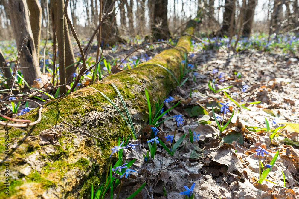 Photo of the first flowers after winter growing in the wild forest. Photo of the first flowers after winter growing in the wild forest.