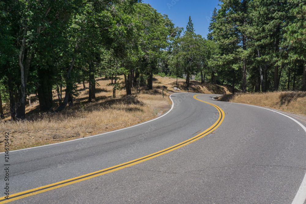 Winding Road in Dense California Forest