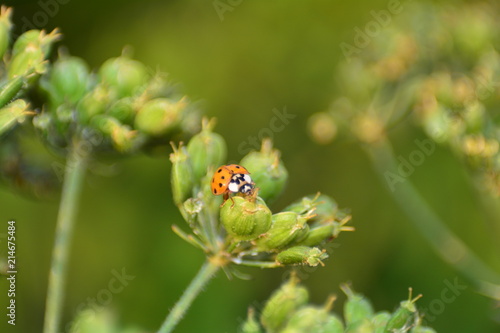 Marienkäfer auf grüner Blüte in der Natur