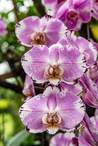 Tropical orchid flowers at The National Orchid Garden in the Singapore Botanic Gardens.