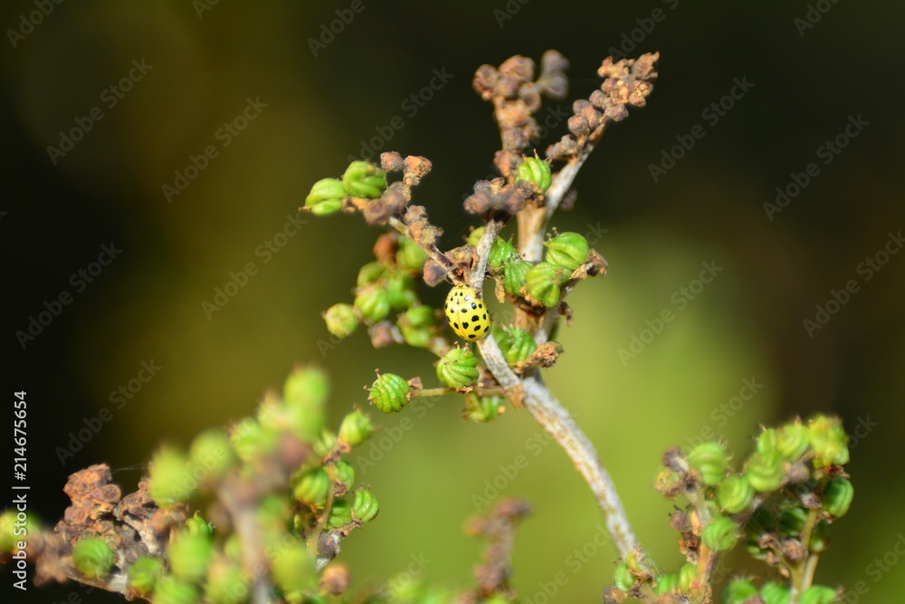 Gelber Marienkäfer auf Pflanze in Natur mit dunklerem Hintergrund Gelber Marienkäfer auf Pflanze in Natur mit dunklerem Hintergrund