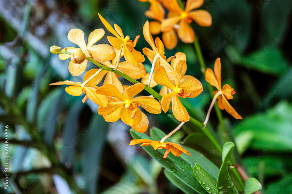 Fototapeta premium Tropical orchid flowers at The National Orchid Garden in the Singapore Botanic Gardens.