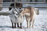 Two Young Goats in Winter