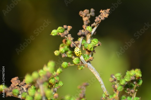 Gelber Marienkäfer auf Pflanze in  Natur mit dunklerem Hintergrund photo