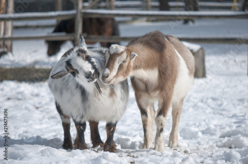 Photography Two Young Goats in Winter