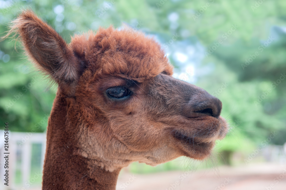 Obraz premium Portrait of an Alpaca