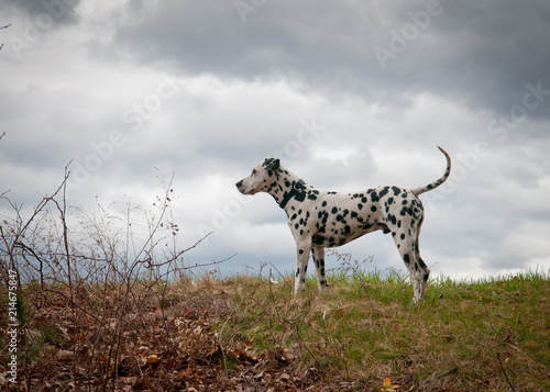 Dalmatian on Hill