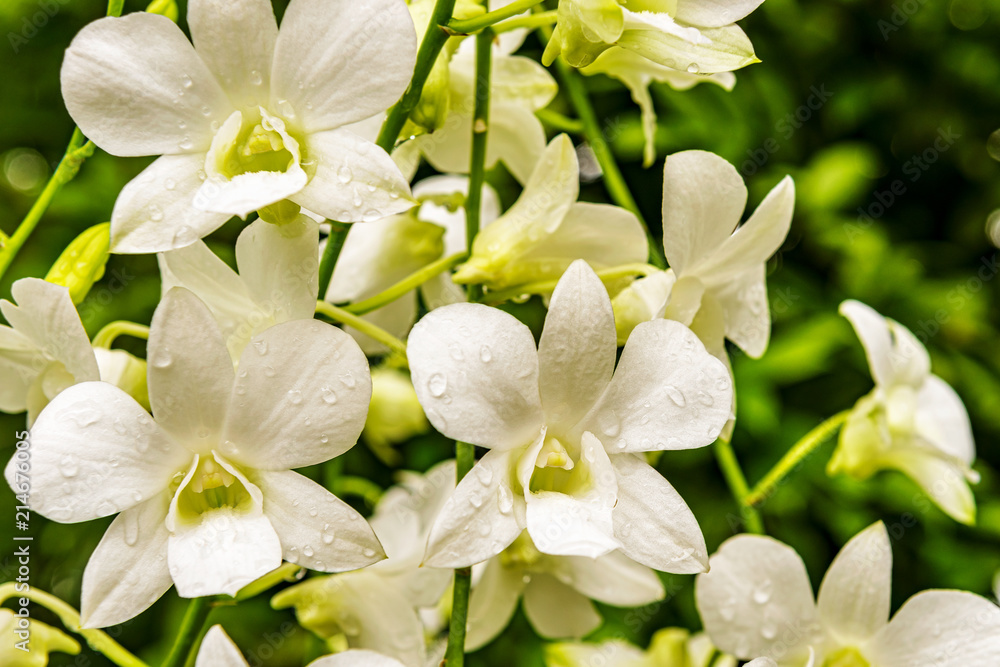 Obraz premium Tropical orchid flowers at The National Orchid Garden in the Singapore Botanic Gardens.