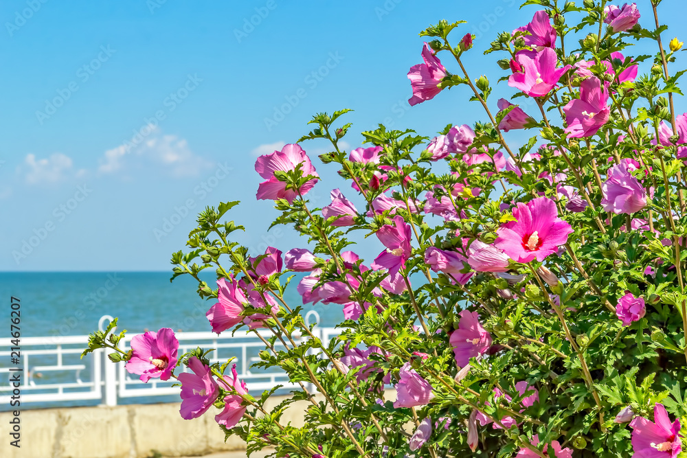 Flowering bush of pink hibiscus on the sea promenade, close-up