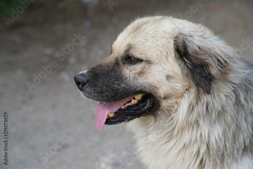 Close-up of a gray stray dog who is staring at something and opens his mouth funny and playful..