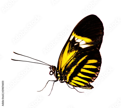 The common postman butterfly, Heliconius melpomene, with piano key pattern on black is isolated on white background. Color chande to yellow photo