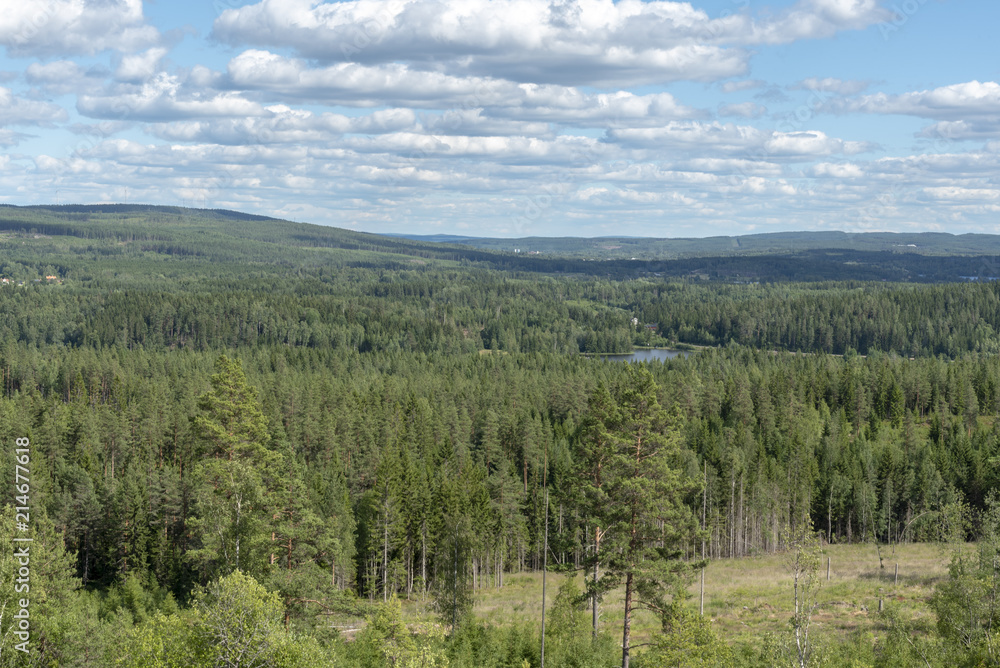 Swedish woodland in summer