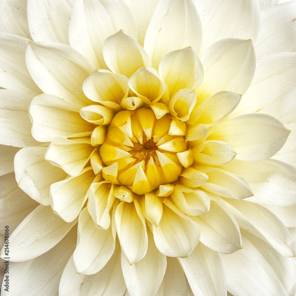 white flower. Closeup. big shaggy flower. for design.