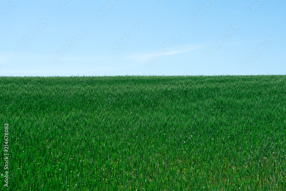 Photo green wheat field. Cultivation of grain crops. Photo green wheat field. Cultivation of grain crops.