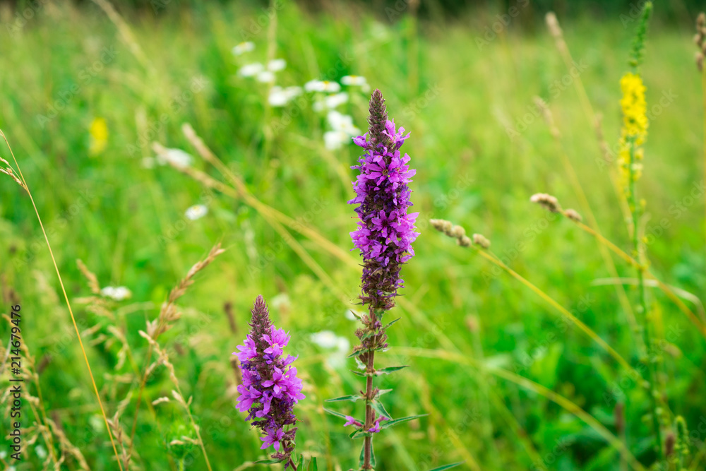 Derbent wild. Plants used in traditional medicine. Derbent wild. Plants used in traditional medicine.