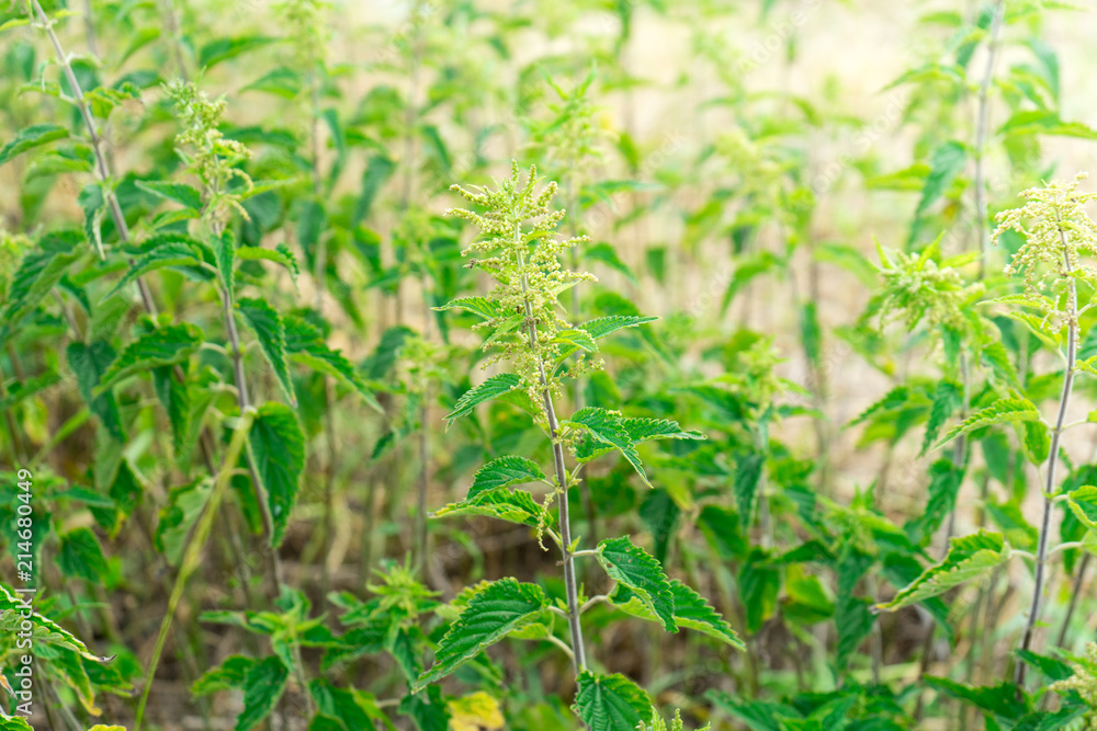 A lot of bushes of nettles. Plant for medicine. A lot of bushes of nettles. Plant for medicine.