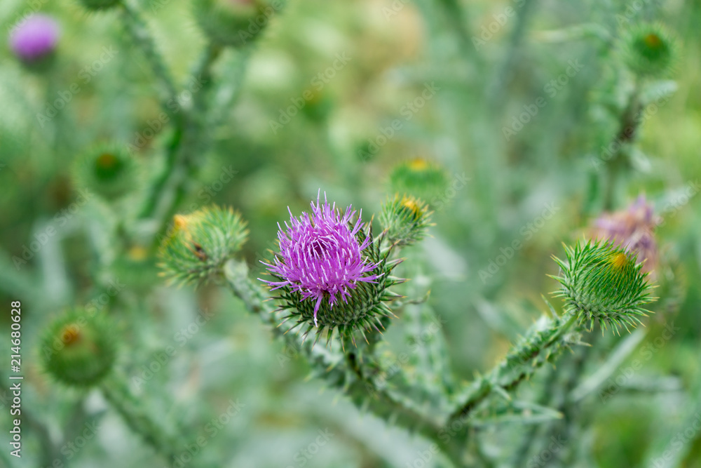 Photo of a flowering Thistle plant. The plant is used in folk medicine. Photo of a flowering Thistle plant. The plant is used in folk medicine.