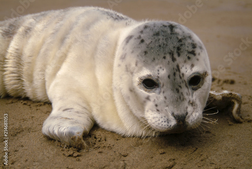 Seal Pup on an Oregon Beach. Harbor Seal pups spend much of their time out of the water on beaches warming up or resting while their moms are away feeding, sometimes for up to 48 hours. © LoweStock