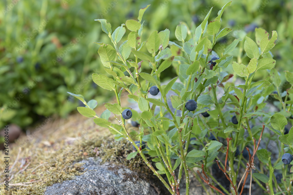 Fototapeta premium Blueberries in the forest