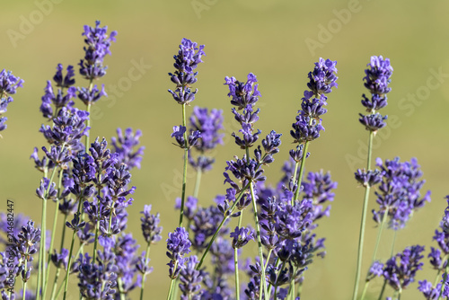 Lavender in macro background