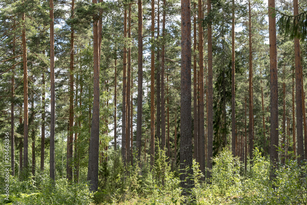 Fototapeta premium Forest with pine trees