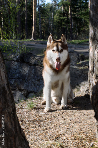 Husky Norveric Fireborn (Flash) photo