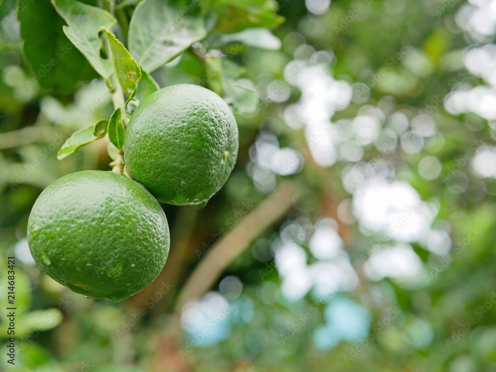 Green beautiful organic fresh limes in a farm after rain Green beautiful organic fresh limes in a farm after rain