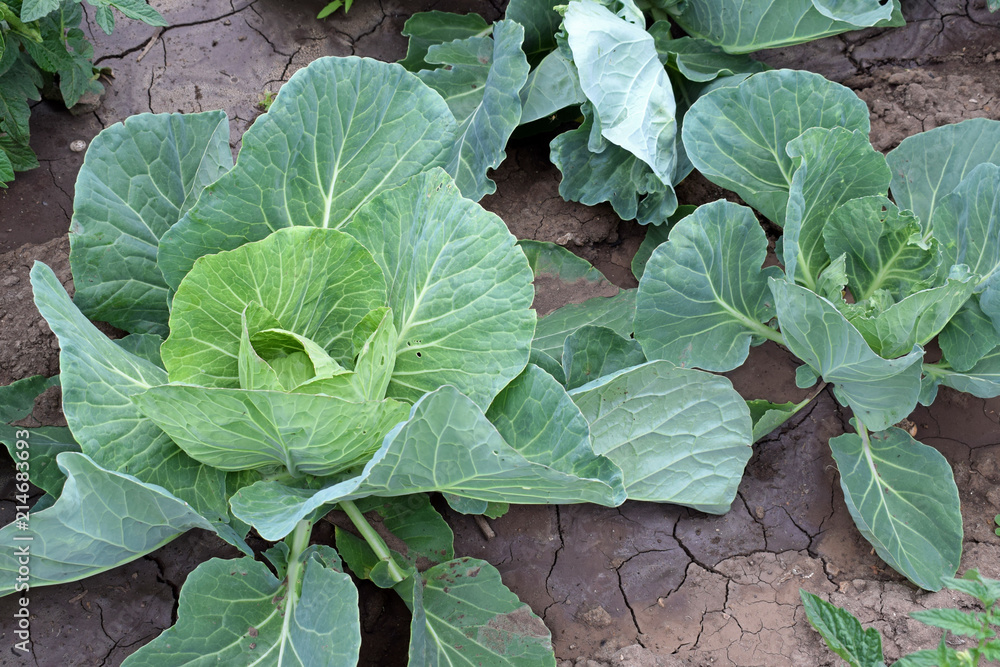 Plantation of young white cabbage with leaves and heads during their forming at selective focus. white cabbage grows in the garden on organic farm Plantation of young white cabbage with leaves and heads during their forming at selective focus. white cabbage grows in the garden on organic farm