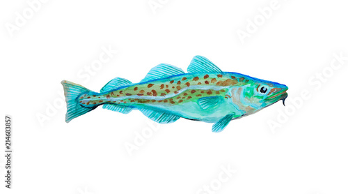 Watercolor painting codfish. Cod atlantic, vector illustration with details and optimized specks to be used in packaging design, decoration, educational graphics, etc