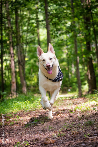 Happy White Shepherd Dog Running Forward in Woods © adogslifephoto