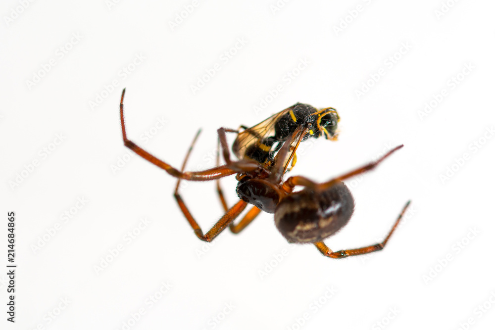 Fototapeta premium spider close up