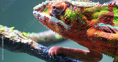 Close up macro view of detailed skin texture of colorful chameleon lizard photo