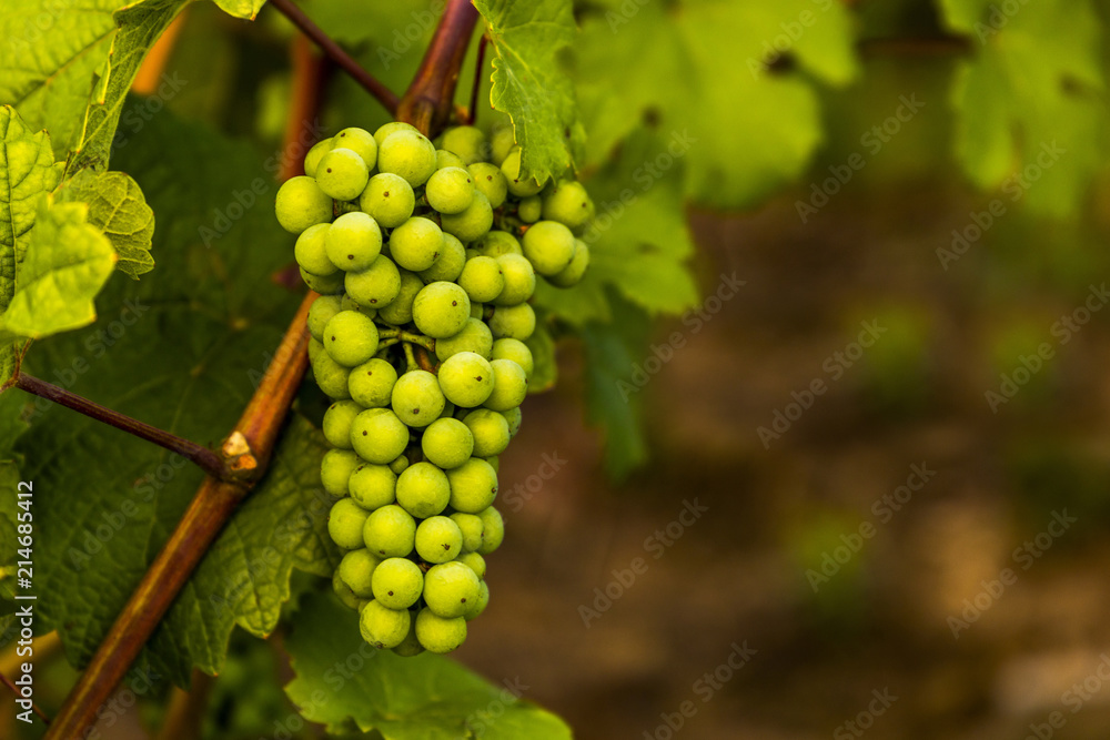 Green grapes ripening. Immature green brush of grapes. Green grapes ripening. Immature green brush of grapes.