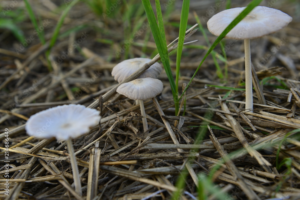 Mushrooms in the natural environment Mushrooms in the natural environment