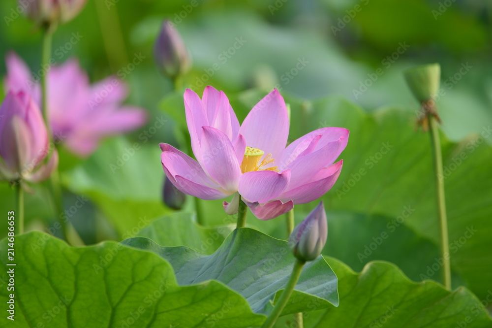 Blooming lotus flowers in the park