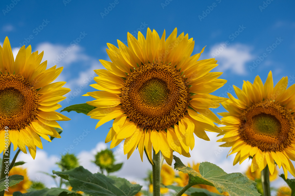 Sonnenblumen auf Feld in Frankreich