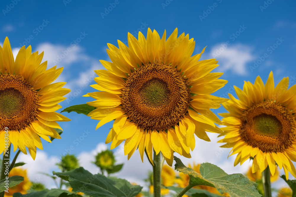 Sonnenblumen auf Feld in Frankreich Sonnenblumen auf Feld in Frankreich