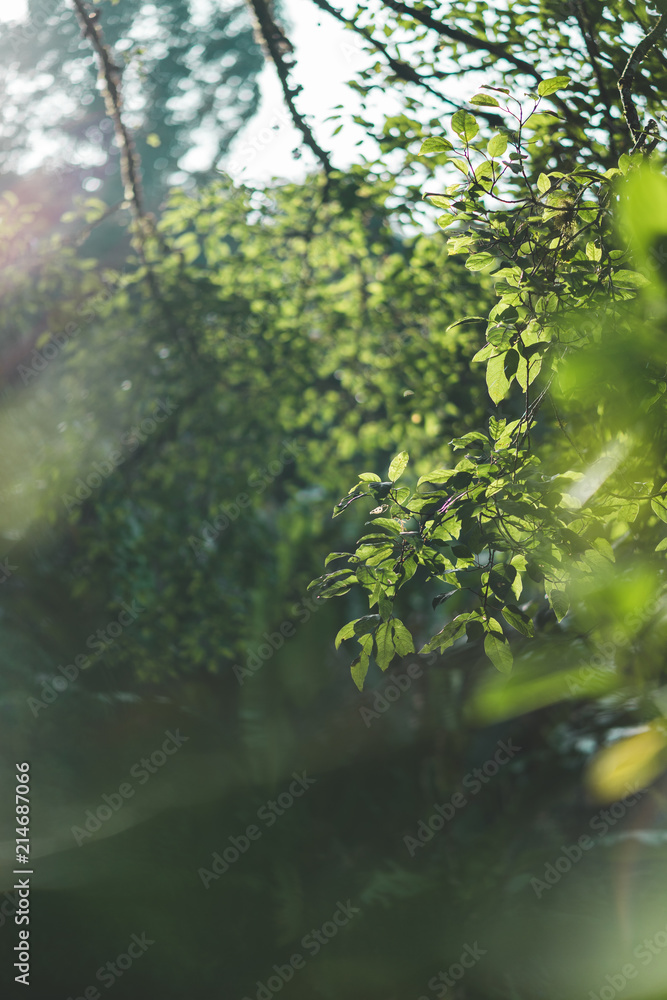 Fototapeta premium Cameron Highlands Nature Plants